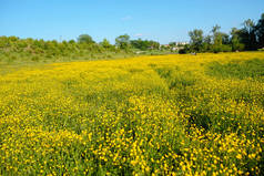 夏天的风景与纹理的天空和放牧牛群的田野上, 杂草丛生的黄花。背景