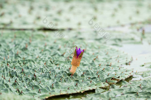 戈登芡实盛开, 紫色的花朵, 美丽的花椒水百合, 草本水生植物, 中国