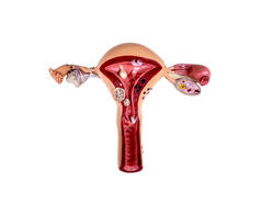 病理性女性子宫和卵巢医学解剖模型。裁剪路径