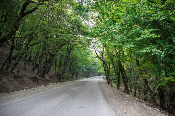 日落或日出在森林风景。阳光明媚, 阳光灿烂, 阳光普照, 在夏日森林中穿过树林。景色秀丽。阿塞拜疆的性质