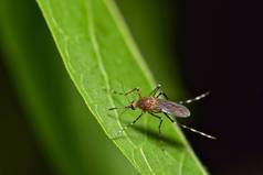 在德克萨斯州休斯敦的夜间, 一只蚊子在绿叶上休息。这些是最多产在温暖的月份, 可以携带西尼罗河病毒.