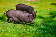 农场里的越南猪肚猪.