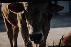 国内小牛站在农场小摊上的特写视图