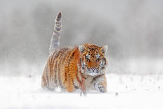 雪中的老虎在下雪的冬季背景下奔跑