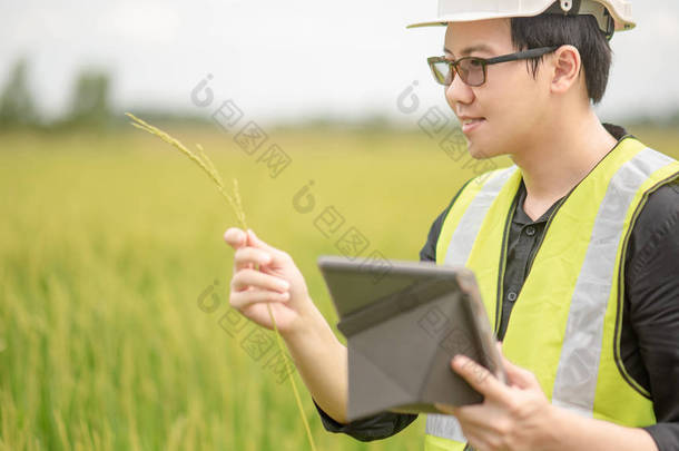 年轻的亚洲男性农艺师或农业工程师, 以数字片为农艺学研究, 以水稻穗位观察绿稻场。农业和技术概念