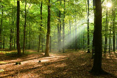 美丽的早晨与阳光在秋天森林里