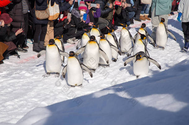 旭川市旭山<strong>动物</strong>园, 旭, 北海道, 日本-2018年2月: <strong>企鹅</strong>游行的户外散步运动在每个冬季与很多游客等待看到的节目