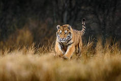 西伯利亚虎（Panthera tigris tigris tigris）在森林中也被称为黑虎（Panthera tigris altaica），在森林中被称为年轻的雌性虎。一只小老虎把爪子拴在树上.