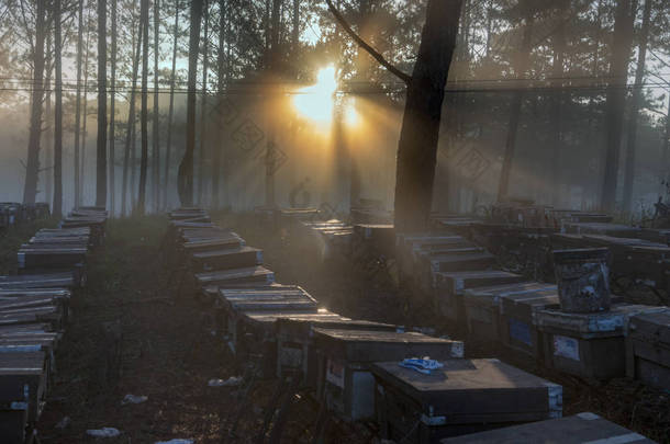 蜜蜂农场, 养蜂人, 环境友好的性质。照片拍摄在日出与最好的阳光, 魔术的光, 阳光和雾