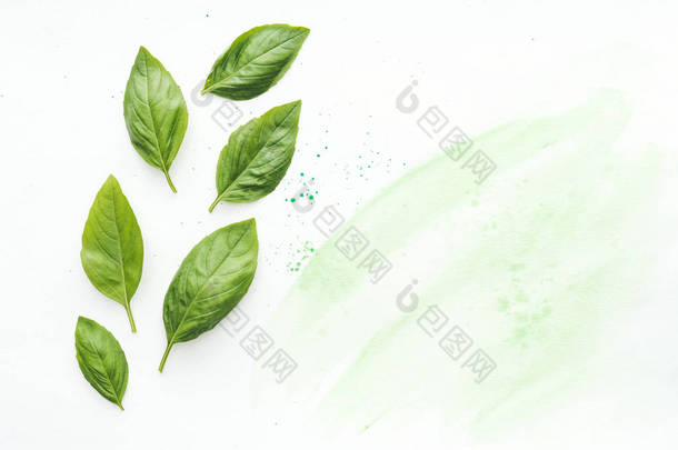 绿色水彩笔触在白色表面上的美味罗勒叶的顶部视图