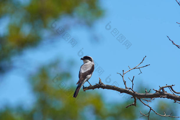 小灰史莱克 (伯劳次要) 坐在干树的树枝上, 它的喙上有猎物 (<strong>只有</strong>昆虫翅膀伸出).