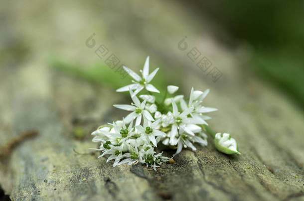 一束白色葱熊葱草本花和叶子在木树桩上的鹅耳枥森林, 惊人的春天熊大蒜草药叶子