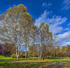 美丽的浪漫风景与金黄叶子的桦树在秋季城市公园-明亮的秋季背景在温暖阳光明媚的10月天与蓝天和白云