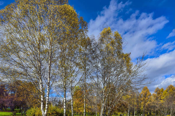 美丽的浪漫风景与金黄叶子的桦树在秋季城市公园-明亮的秋季背景在温暖阳光明媚的10月天与蓝天和白云