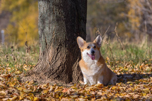 狗威尔士<strong>柯基</strong>犬彭布罗克, 在秋天的森林在阳光明媚的天气黄叶