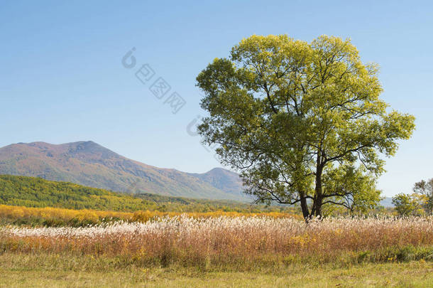 山的背景柳树的照片