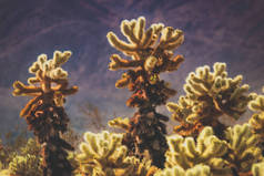 泰迪熊仙人掌仙人掌的补丁在一个炎热的阳光明媚的天与山的背景下, 在干旱的沙漠景观, 加利福尼亚州河畔郡约书亚树国家公园