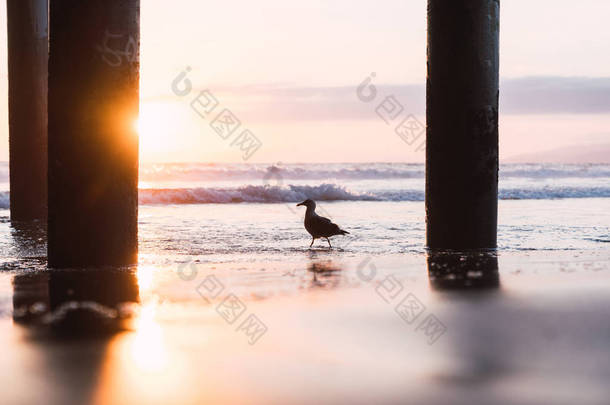 海鸥附近的海洋与美丽的日落下码头在<strong>圣莫尼卡</strong>, 洛杉矶, 加利福<strong>尼</strong>亚州在明亮的天空背景