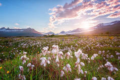 美丽的夏季景观, 日落山和开花山谷与美丽的白色棉花草, 冰岛农村