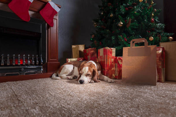 五颜六色的礼物和圣诞树下的狗。燃烧的壁炉和一只猎犬躺在圣诞树下.