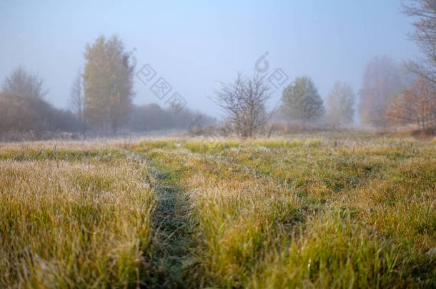 取悦感官或心灵审美寂寞秋树藏在薄雾中的秋天彩色草甸