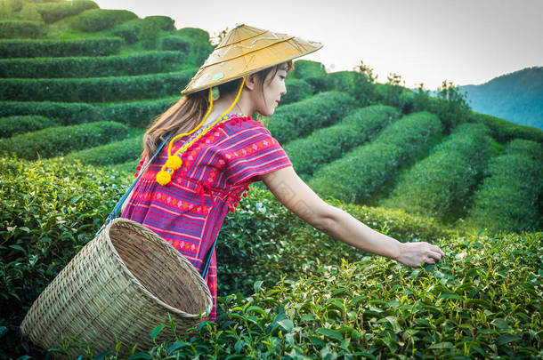 当地山部落的妇女在晚上在山上举行年轻的绿茶叶子与日落光线在斯乐前清莱泰国, 农业树种植园.