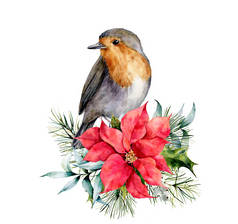 水彩圣诞卡与知更鸟和冬天的设计。手绘鸟与一品红,, 冷杉分枝和冬青隔离在白色的背景。用于设计、打印的假日符号.
