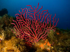 Gorgonia en el mediterrneo con fondo azul