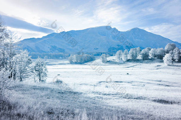 高山<strong>草地</strong>上的冬天。牛在被雪覆盖的<strong>草地</strong>上吃草。对山.