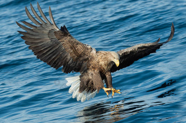 成年白尾鹰在蓝色海洋上捕鱼背景。科学名称: 白马鱼, 又名海牛、海鹰、灰鹰、欧亚海鹰和白尾海鹰.