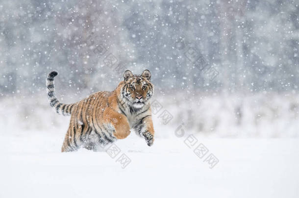 西伯利亚虎、潘瑟提里斯·提里斯在雪中奔跑, 背景中有雪树