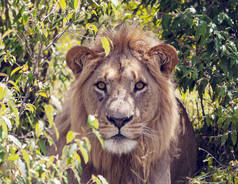 非洲肯尼亚丛林里的狮子