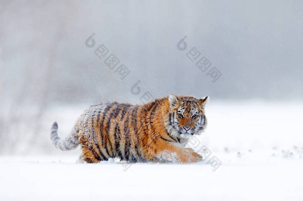 老虎在野生的冬天自然, 在雪地里奔跑。西伯利亚虎, 虎底格里斯河东北虎。行动野生动物场景与危险的动物。俄罗斯针叶林寒冷的冬天。雪花与野生猫.