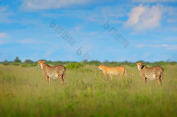 猎豹一家在草丛中, 蓝天与云。在自然栖息地斑点野猫。猎豹, 走着的野猫。美丽的猫在奥卡万戈三角洲, 莫雷米, 博茨瓦纳, 非洲。三只猎豹, 野生动物.