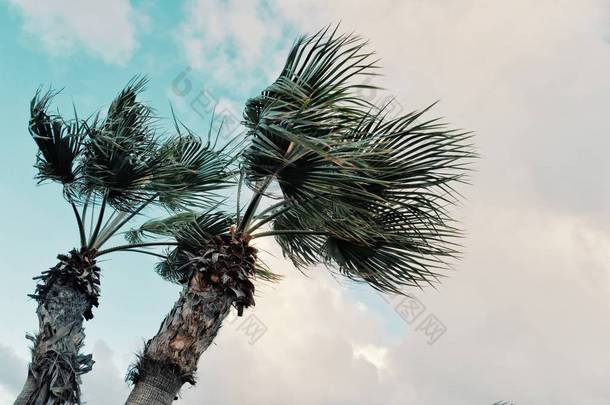 在暴风中的棕榈树在风暴云面前的最小图形<strong>概念图片</strong>