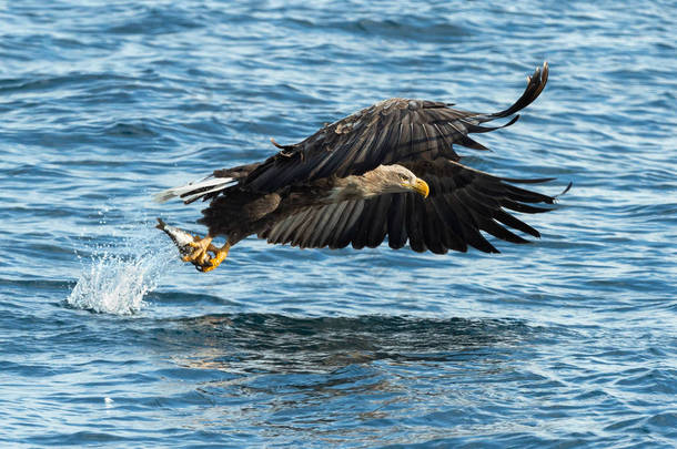 成年白尾鹰在蓝色的海洋上捕鱼。科学名称: 白马海雀, 又名海牛、海鹰、灰鹰、欧亚海鹰和白尾海鹰。自然栖息地