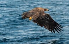 少年白尾鹰在蓝色的海洋上捕鱼。科学名称: 白马海雀, 又名海牛、海鹰、灰鹰、欧亚海鹰和白尾海鹰。自然栖息地.