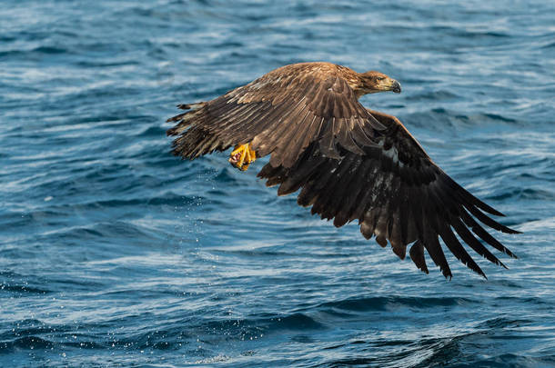 少年白尾鹰在蓝色的海洋上捕鱼。科学名称: 白马海雀, 又名海牛、海鹰、灰鹰、欧亚海鹰和白尾海鹰。自然栖息地.