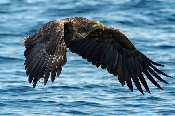 成年白尾鹰在蓝色海洋上空飞行。科学名称: 白马鱼, 又名海牛、海鹰、灰鹰、欧亚海鹰和白尾海鹰.