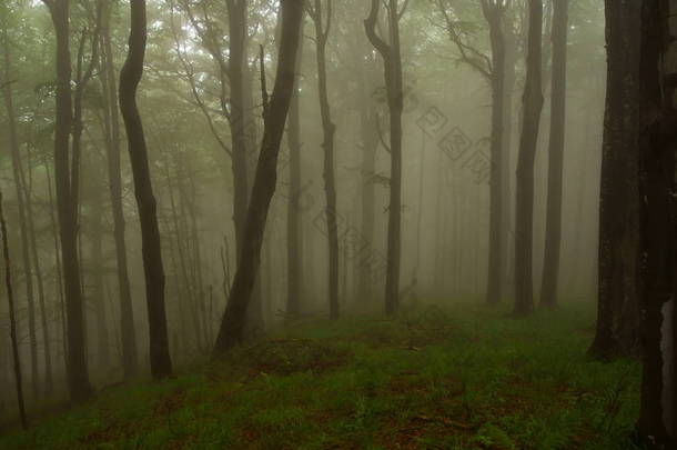 胡尔斯基自然保护区, 比什卡扎迪山。<strong>原始森林</strong>