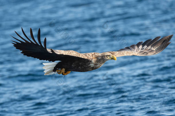 成年白尾鹰在蓝色的海洋上飞翔。科学名称: 白马海雀, 又名海牛、海鹰、灰鹰、欧亚海鹰和白尾海鹰。自然栖息地