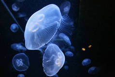 09.23.2008, 赫索尼索斯, 克里特, 希腊。在黑暗的水中发光的水母。海洋和海洋中的动物.
