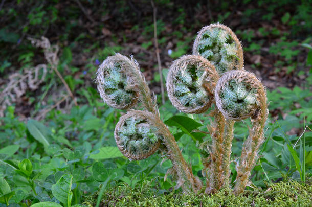 五只年轻的春蕨类植物, 美味的野味, 如沙拉或油炸, 非常适合春季血液清洁, 近距离看, 水平方向