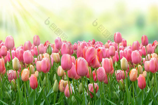 阳光下的粉红郁金香, 绿色和粉红色色调的贺卡背景