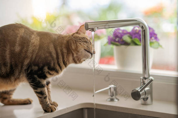 美丽的短发<strong>猫喝水</strong>从<strong>水</strong>龙头在厨房