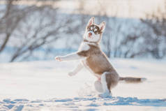 可爱的哈士奇小狗在雪中玩耍的冬天