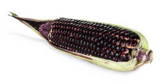暹罗红宝石皇后是超级甜玉米与红色, 可以吃新鲜, 孤立在白色的背景与剪裁路径
