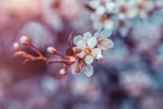 樱花花, 小白花小花在模糊的花卉背景, 春天果园的新鲜和脆弱, 春天的季节之美