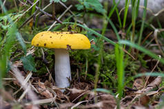 在森林的地面上的黄色蘑菇 (russula claro黄烷)