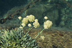 海茴香花.拉丁文名.海燕菊花